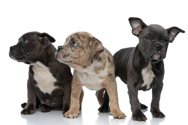 3 American bully dogs sitting and standing together looking away — Stock Photo, Image