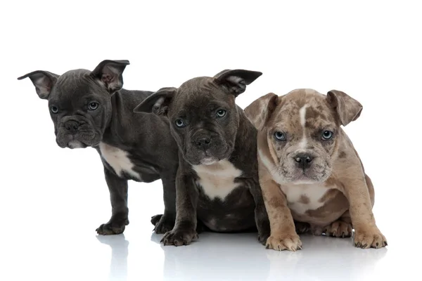 3 Amerikaanse bully honden zitten samen wordt nieuwsgierig — Stockfoto