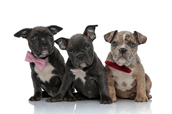 3 American bully hundar med rosa och röda flugor sitter — Stockfoto