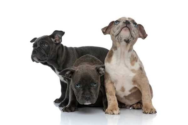 3 американских собаки-хулиганы сидят вместе и смотрят в сторону — стоковое фото