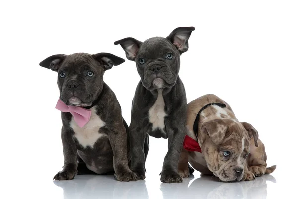 3 American bully hundar med rosa och röda flugor — Stockfoto