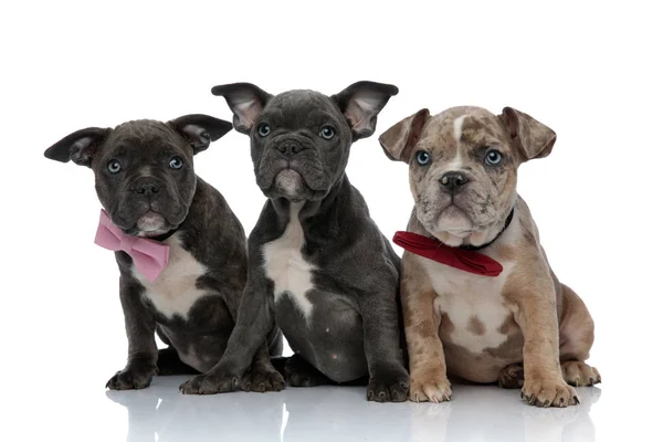 3 perros bravucón americanos con pajaritas rosadas y rojas sentados —  Fotos de Stock