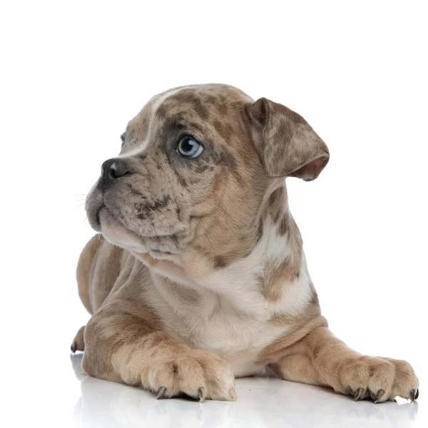 Close-up van American bully pup vaststelling — Stockfoto