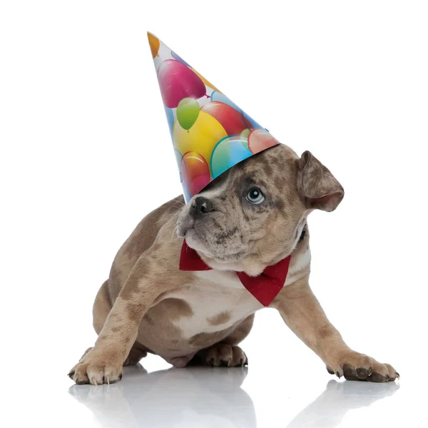 Amerikai bully kiskutya értékesíti és születésnapi sapkát visel — Stock Fotó
