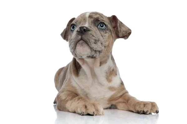 American bully puppy laying down and looking up curiously — Stock Photo, Image