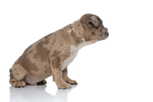 American bully puppy sitting and looking curiously to side — Stock Photo, Image