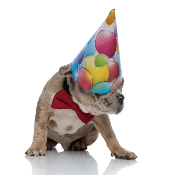 American bully cachorro usando bowtie y gorra de cumpleaños —  Fotos de Stock