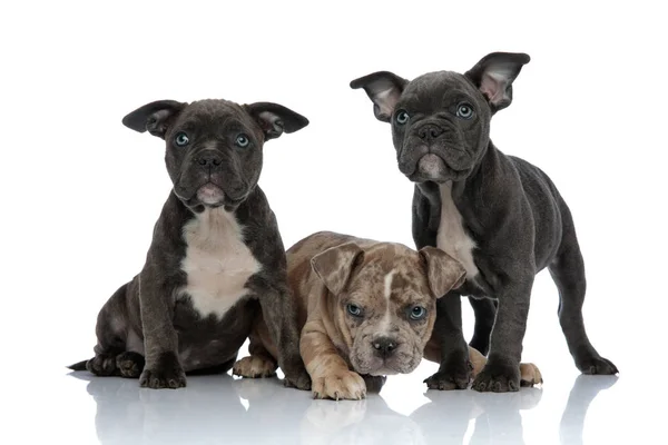 3 amerikanische Rüpel-Hunde liegen und stehen zusammen — Stockfoto