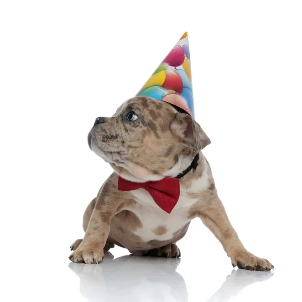 American bully filhote de cachorro vestindo bowtie e tampão de aniversário — Fotografia de Stock