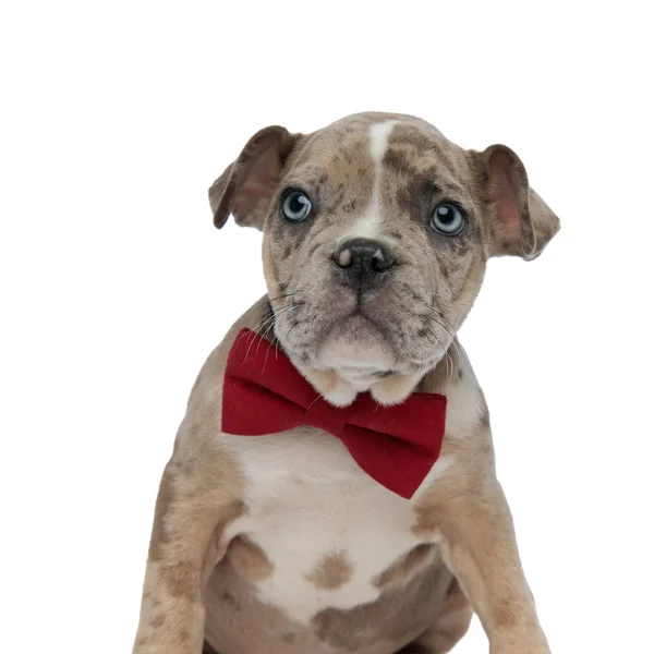 Close up of American bully puppy wearing a bowtie — Stock Photo, Image