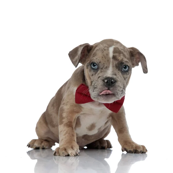 American bully wearing a bowtie sitting with tongue exposed — Stock Photo, Image
