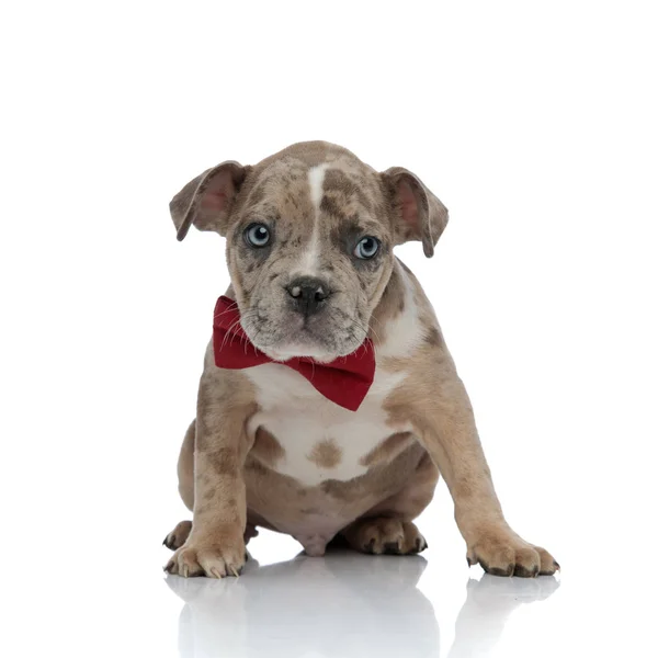 American bully filhote de cachorro vestindo uma gravata olhando curiosamente para o lado — Fotografia de Stock