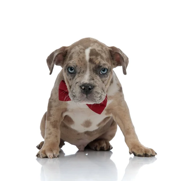 American bully puppy wearing a bowtie looking into the camera — Stock Photo, Image
