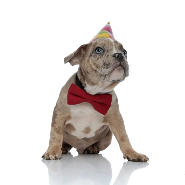 ボウタイと誕生日帽子座っている身に着けているアメリカのいじめ子犬 — ストック写真
