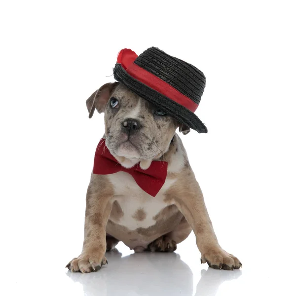 American bully pup dragen van muts en bowtie vergadering — Stockfoto