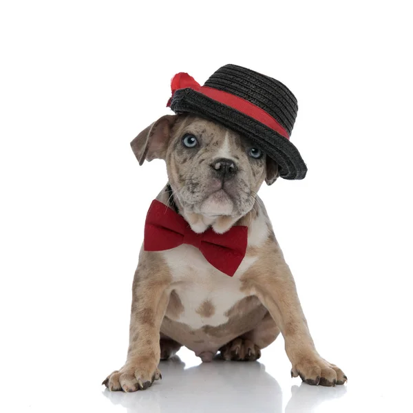 Şapka ve papyon oturma giyen Amerikalı zorba köpek yavrusu — Stok fotoğraf