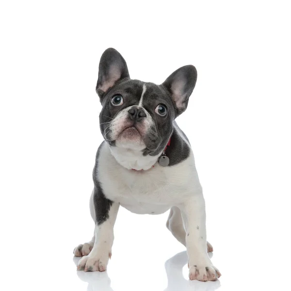 Французский бульдог щенок с красным собачьим воротником смотрит в сторону — стоковое фото