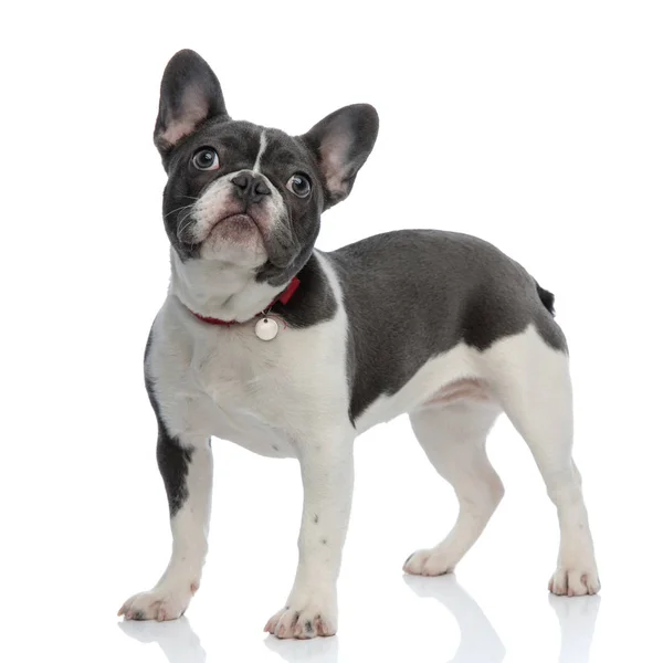 French bulldog puppy with red dog collar looking away — Stock Photo, Image