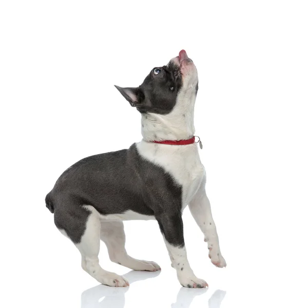 Bulldog francés con collar de perro rojo mirando hacia arriba — Foto de Stock