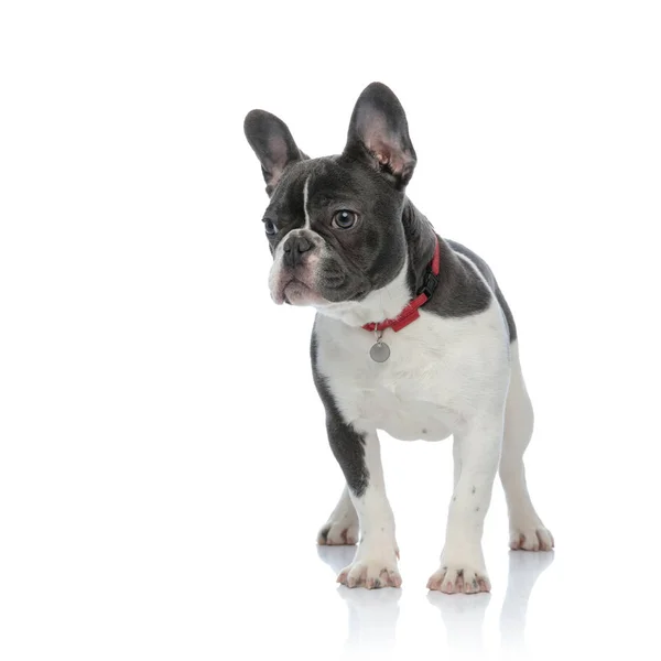 Bulldog francés con collar de perro rojo — Foto de Stock