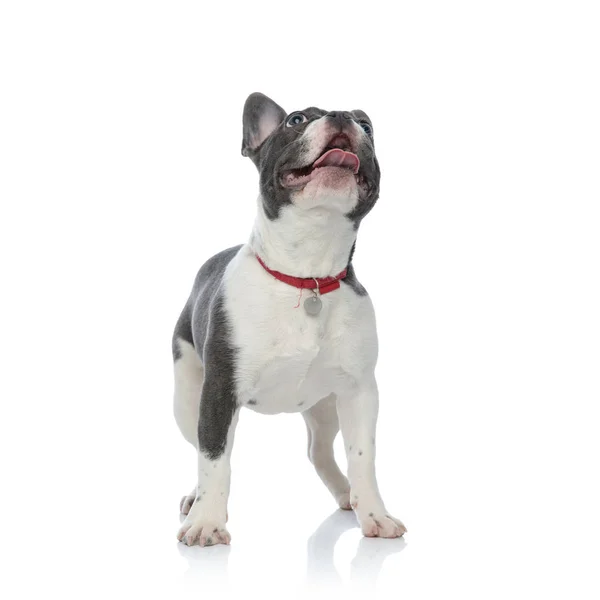 Franse bulldog met rode kraag opzoeken — Stockfoto