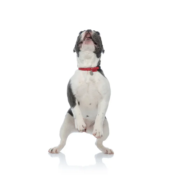 French bulldog with red dog collar standing on back legs — Stock Photo, Image