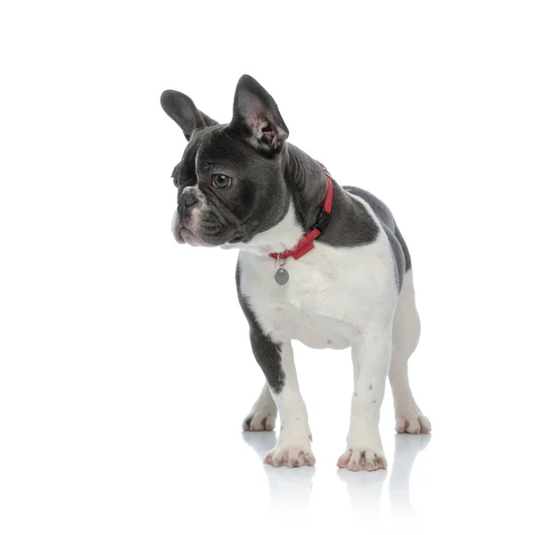 Rench bulldog standing and looking away — Stock Photo, Image