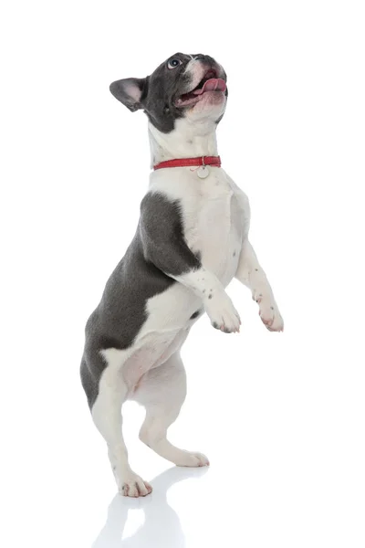 French bulldog standing on back legs — Stock Photo, Image