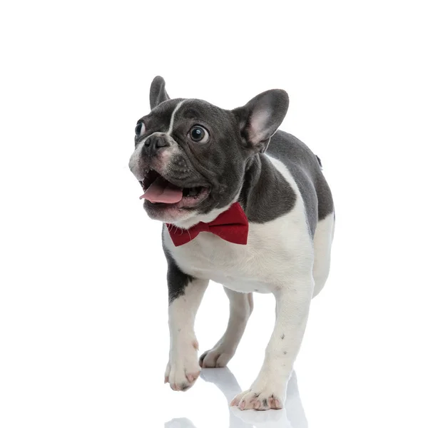 Bulldog francés cachorro con corbata roja mirando hacia otro lado curioso — Foto de Stock