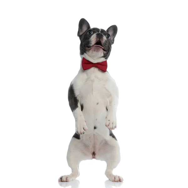 Französische Bulldogge mit roter Fliege auf Hinterbeinen stehend — Stockfoto