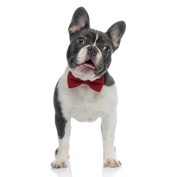 Franse bulldog met rode bowtie weg kijken nieuwsgierig — Stockfoto