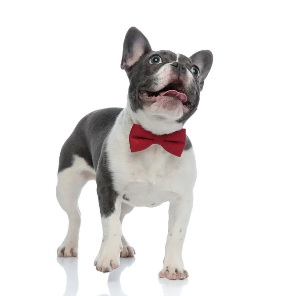 Bulldog francés cachorro con corbata roja mirando hacia otro lado curioso — Foto de Stock