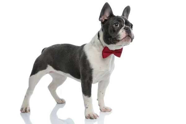Bulldog francés con pajarita roja de pie — Foto de Stock