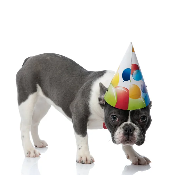 Bulldog francês com tampão de festa de aniversário de pé com cabeça para baixo — Fotografia de Stock