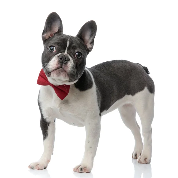 French bulldog puppy with red bowtie — Stock Photo, Image