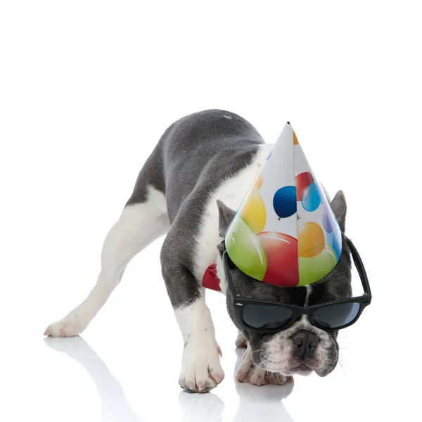 Bulldog francês com chapéu de festa de aniversário e óculos escuros pretos — Fotografia de Stock