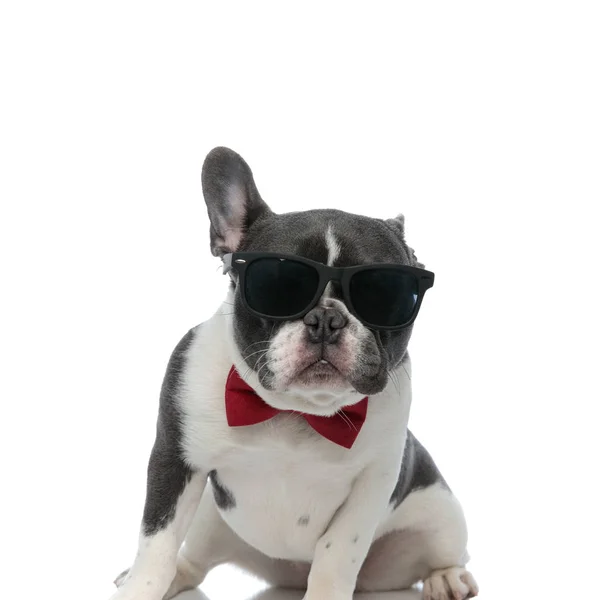 Franse bulldog met rode bowtie en zwarte zonnebril zitten — Stockfoto