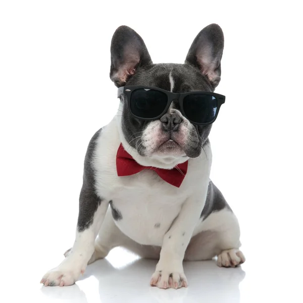 Buldog francuski z bowtie odczytu i czarne okulary przeciwsłoneczne siedzi — Zdjęcie stockowe