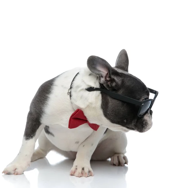 Franse bulldog met rode bowtie en zwarte zonnebril op zoek weg — Stockfoto