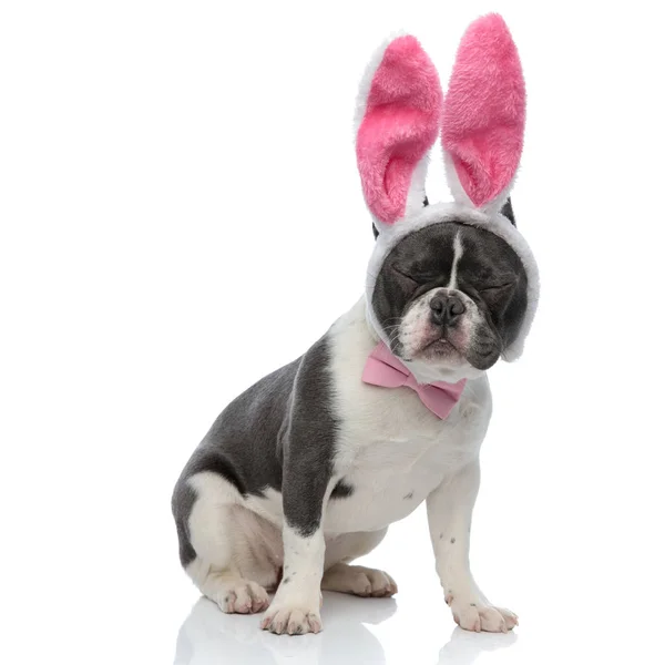 法国斗牛犬穿着粉红色的保龄球和兔子耳朵 — 图库照片