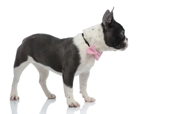 Bouledogue français regardant ailleurs portant un nœud papillon rose — Photo