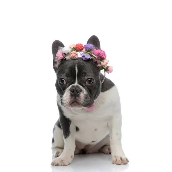 Bulldog francés con pajarita rosa y diadema rosa —  Fotos de Stock