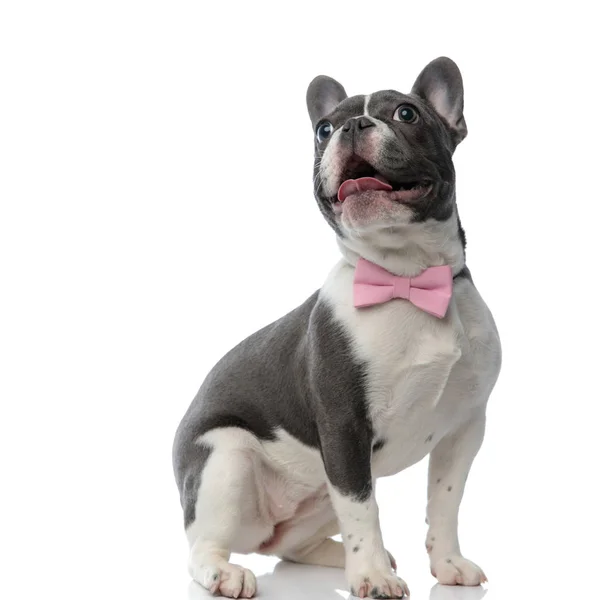 Französische Bulldogge mit rosa Fliege und entblößter Zunge — Stockfoto