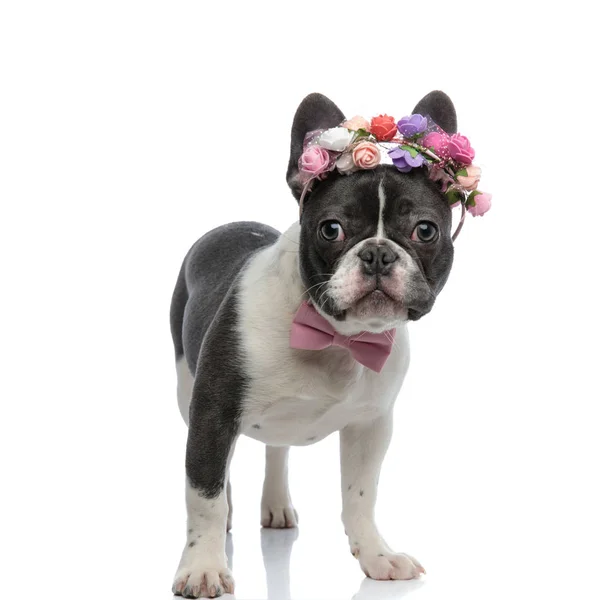 Bulldog francês com gravata rosa e tiara rosa — Fotografia de Stock