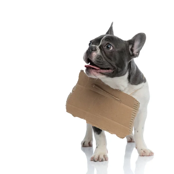 French bulldog with carton board on his neck — Stock Photo, Image