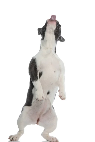 Playful french bulldog standing on back legs — Stock Photo, Image