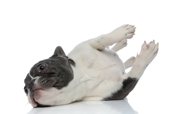 French bulldog rolling over down being playful — Stock Photo, Image