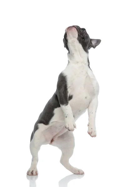 Bulldog francés juguetón de pie en las piernas traseras — Foto de Stock