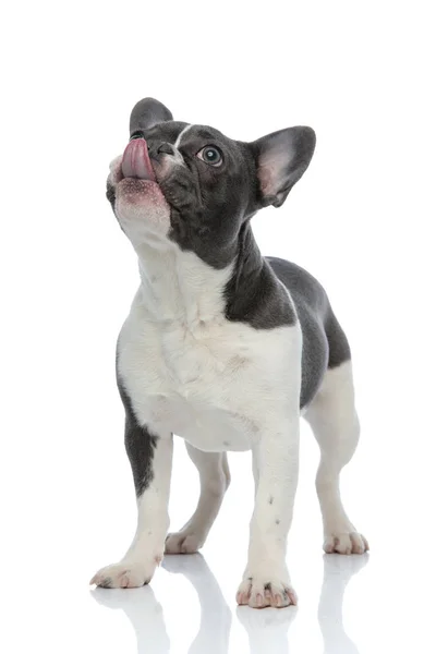 Fransk bulldog vidröra näsan med tungan — Stockfoto