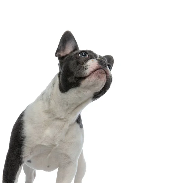 Bulldog francês olhando para cima curioso — Fotografia de Stock